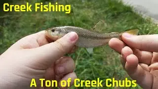 MultiSpecies Creek Fishing! Fish With Parasites?