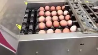 Automated Eggs