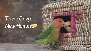 Their Cozy New Home 🏠 #lovebirds #cute #viral #petbird 
