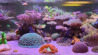 Aquário Showroom Fishland