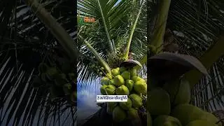 जास्त उत्पादन देणारं आधुनिक झाड 🥥Malaysian Green Dwarf Coconut 📍 पुणे 📞 8007345005 #farm #sheti