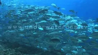 Big eye jack fish school, stock footage: sch015