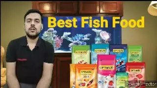 Top 10 Food For Gold Fish