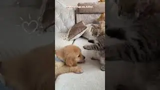 Playful Pup vs. Independent Kitty!  #cat #kittypets #cute #kitty #pets #kittten #catlover #kitten