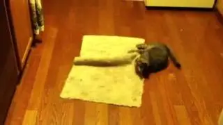 Cats make me happy