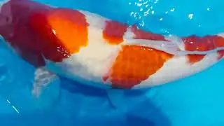 Koi in de opgroei &sect; Melvin
