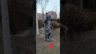 Cheshire Cat Mascot Costume Fancy Dress for Halloween Carnival Party