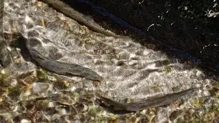 (4K)魚図鑑・野生のドジョウ・鰌・泥鰌 - Pond loach,Japanese weather loach