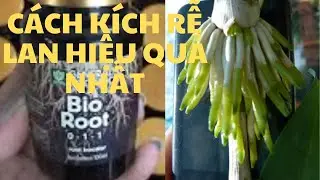 Bio root / Cách sử dụng Bio root để kích rễ hoa lan hiệu quả nhất