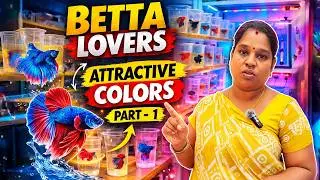 Kolathur Betta/Fighter Fish Vlog | Tamil Aquarium - Part 1