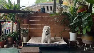 The purposeful walk | Troys Dog Training