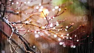 Raindrops on Winter Branches | Tapping Rain Sounds ASMR (100% Real Footage)