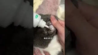 【電電的日常】一定要定期給貓咪清潔耳朵，可不能偷懶！特別是淚痕明顯、經常甩頭撓耳朵的小貓咪