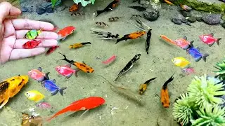 Cute Animals koi fish chef fish catfish betta fish lobster shrimp Animals Videos