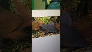 Aquarium Fish - Red-tailed black shark