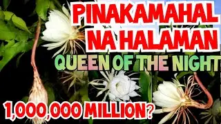 QUEEN OF THE NIGHT FLOWER | KADUPUL FLOWER  | #GLENJ