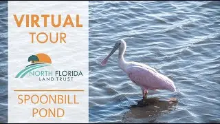Virtual Tour: Spoonbill Pond
