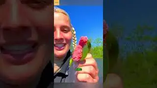 Why People Destroy These Pink Eggs Immediately 😳