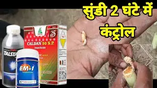 टॉप बोरर की सुंडी कंट्रोल सिर्फ 2 घंटे में । Ganne me top borar ki dvai.