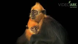 A juvenile and mother critically endangered Cat Ba langur (Trachypithecus poliocephalus) at the EPRC