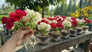 Tips for propagating 1001 bougainvillea plants in 7 days! Very economical.