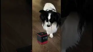 My Dog Ordered a Puppuccino via Alexa&hellip; Her Reaction Is Priceless!