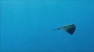 The Pelagic Stingray - Il Trigone Viola