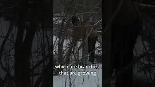 Apple Tree Pruning for Wildlife