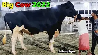 Sadeeq Agro Pagla Aussie Goru 2022 | Pagla Goru Paglami 2022 | Angry Cow In Bangladesh | Cow Farm