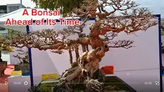 Sieu Phong - When Vietnamese Bonsai Dared to Lean Into the Wind