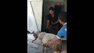 Amazing Goat Catting in village  #pahadi #nepali part 2