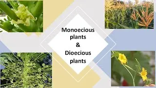 Monoecious plants & Dioecious plants