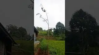Amazing Bird Trap ‼️🐦 Part 3 #amazing #birds #bird #trap #fyp