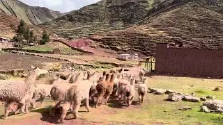 Traffic jam on a remote mountain road outside of Cusco, Peruvian Andes