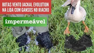 Testando a Impermeabilidade da Bota Vento Jackal Evolution em um riacho na lida diária com Ganso.