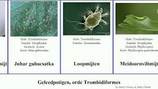 Geleedpotigen, orde Trombidiformes arthropoda esdoornmijt Spaanse Eriophyes Lagoon Aculops Dream