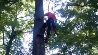 Charleston Tree Stompers