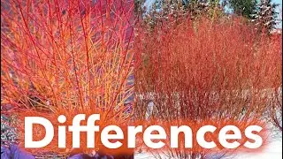 Cardinal vs Midwinter Fire: Battle for Best Color in My Personal Garden
