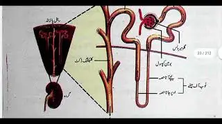 The Urinary System in Humans,Structure of Kidney,Functioning of Kidney in Urdu Class 10 Biology