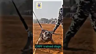 #crpf #dogs #capfacademy #capf #paramilitaryforce #