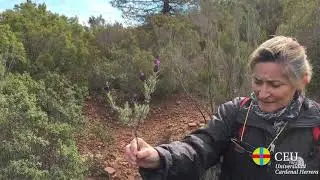 Microrreserva de matorral ácido (El Garbí)