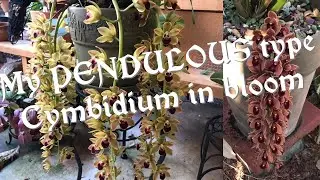 My PENDULOUS Cymbidiums in bloom