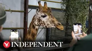 Endangered giraffe arrives at Scottish safari park for first time in decade