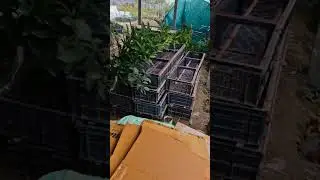 Video of packing work