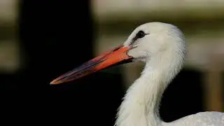 Stork Amazing Footage 4k HDR
