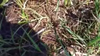 Discarded needles - Contributed video