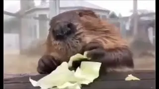 Beaver eating cabbage. 😊