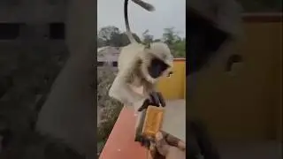 Papa ne Bandar mama ko biscuit khilaya