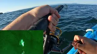 Evening Jigging Nanaimo: Flounder, Lingcod, Greenling & Rockfish