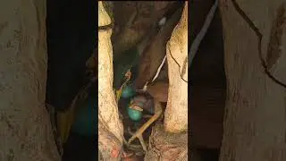 Tree Hole Bird Home #shorts #shortsvideo #shortsfeed #ytshorts #short